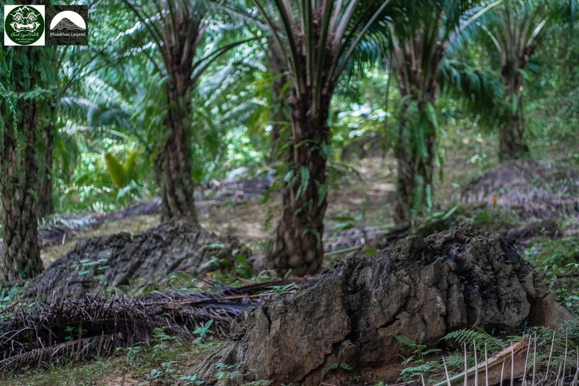 Вилла Khaosok Legend Khao Sok National Park Экстерьер фото